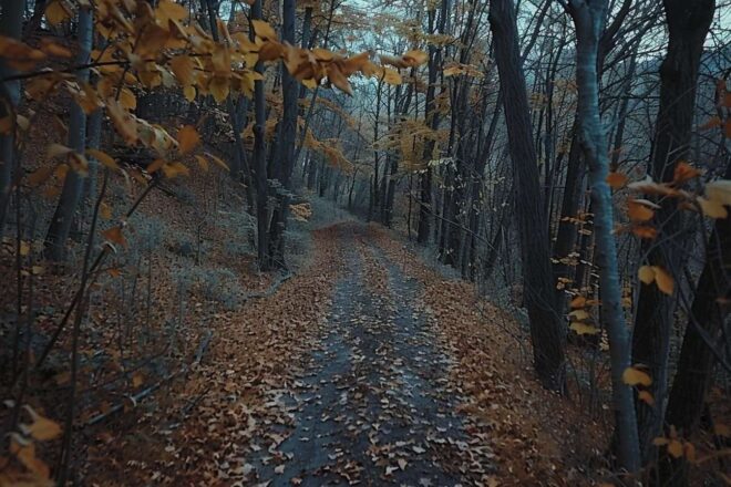Promenade en forêt avec vent doux